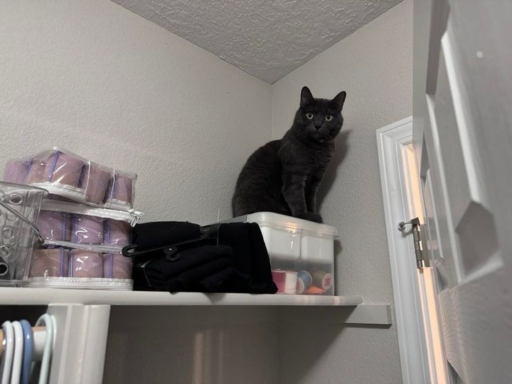 Mastodon Post 2024-07-06