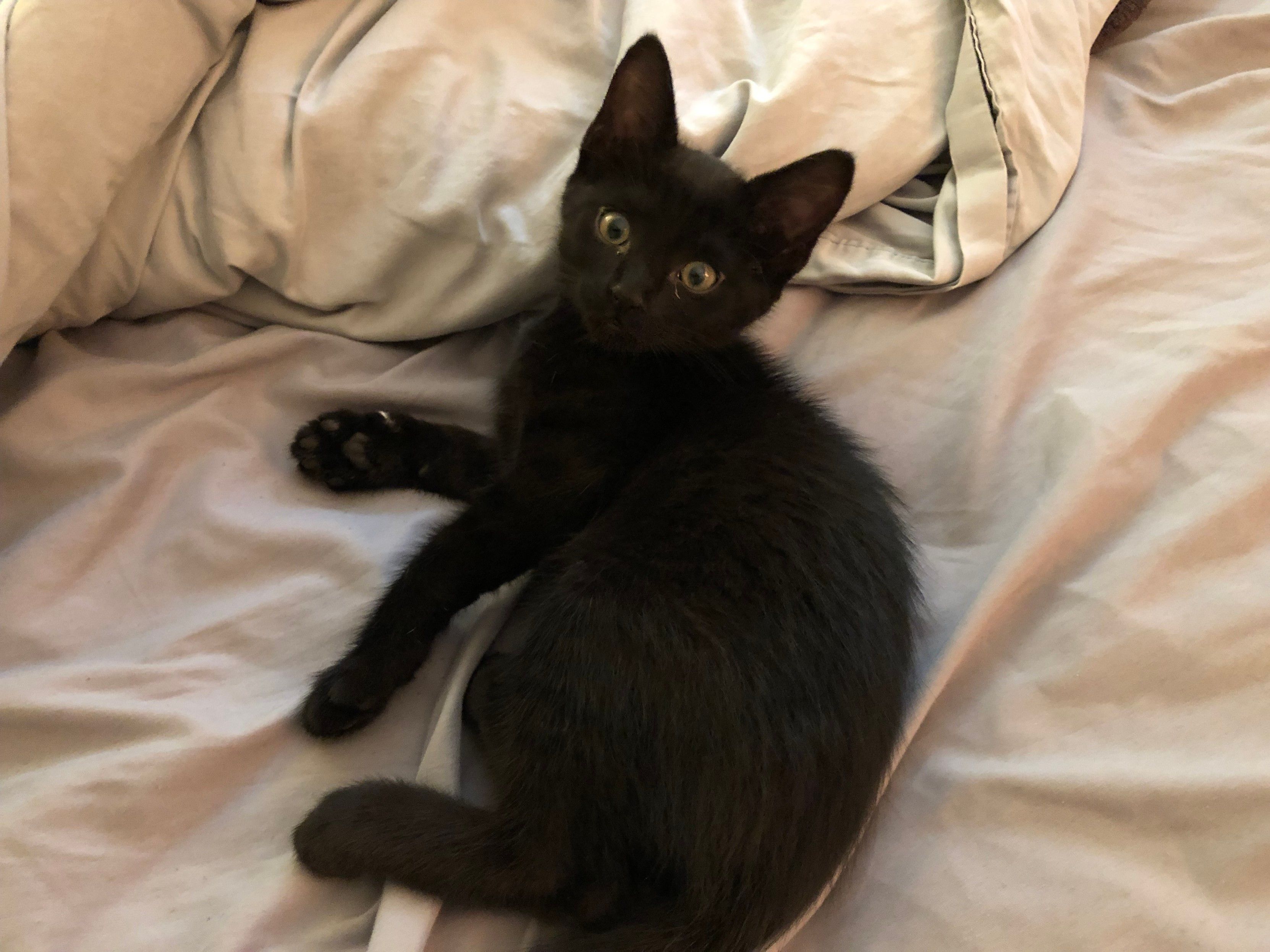 Mastodon Post 2024-06-15