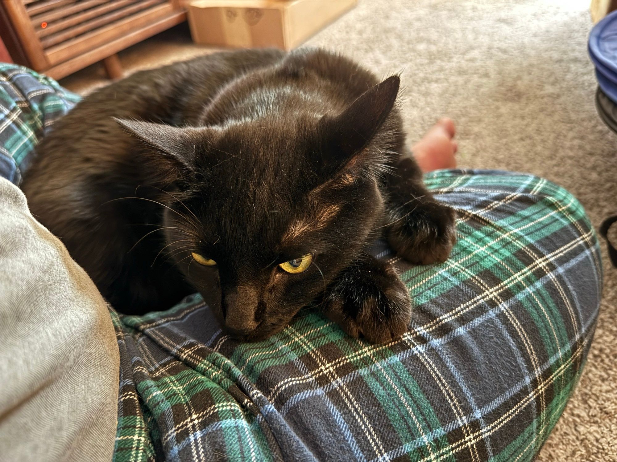 Bluesky Post 2025-02-01