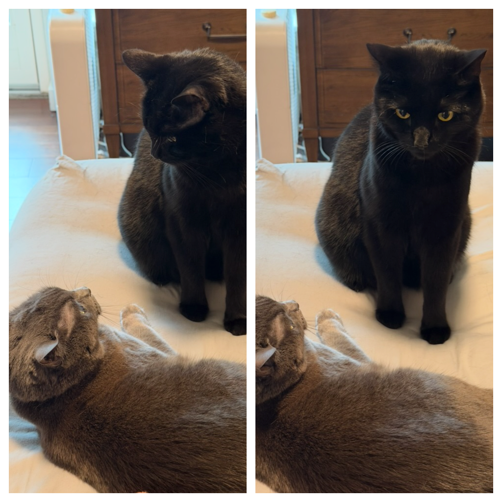 Mastodon Post 2026-01-31