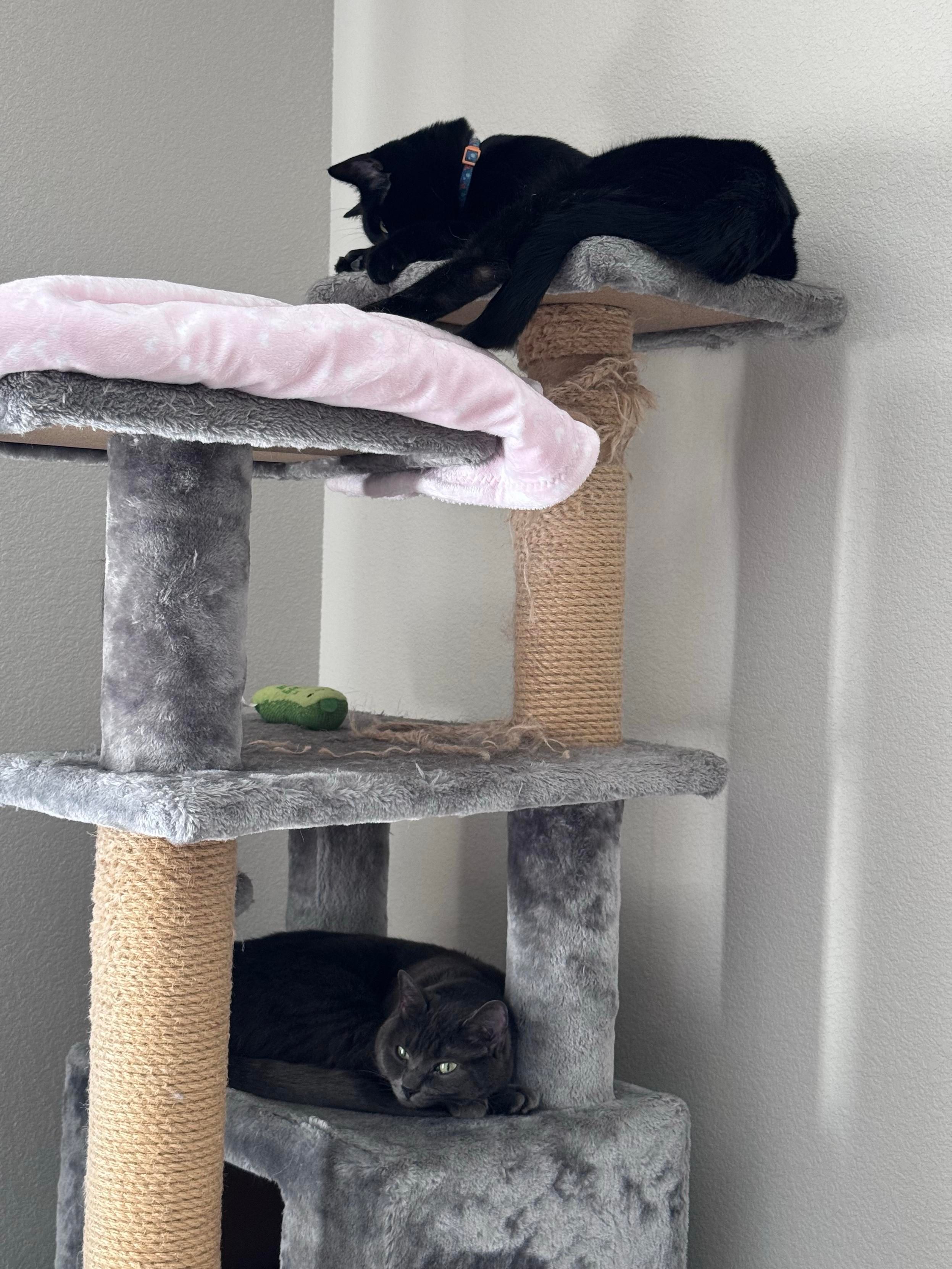 Mastodon Post 2025-01-18