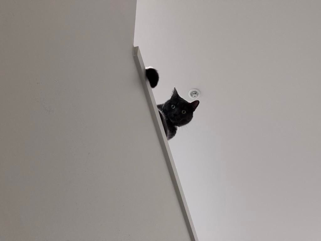 Mastodon Post 2025-08-09