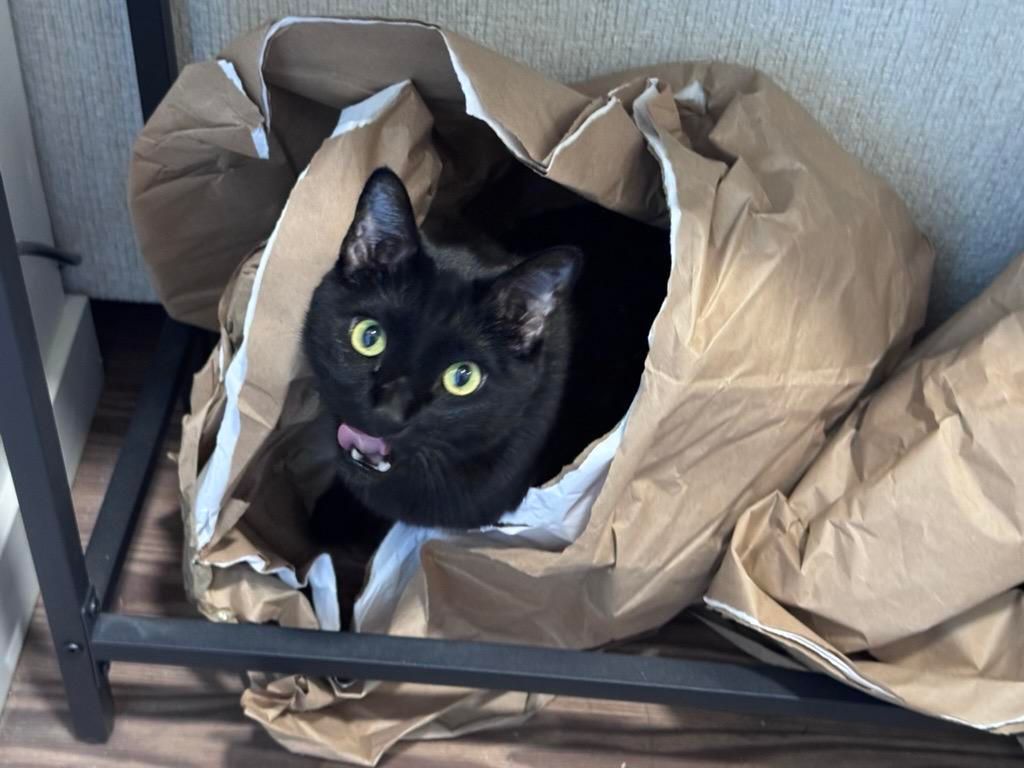 Mastodon Post 2025-08-16