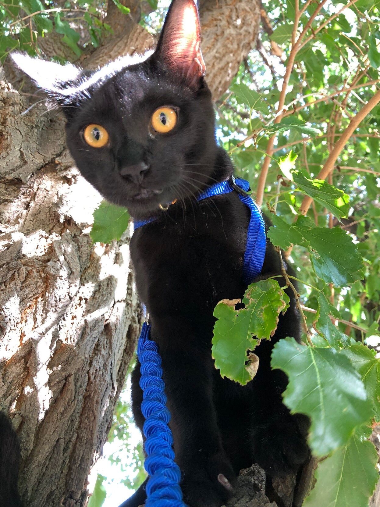 Bluesky Post 2023-08-17