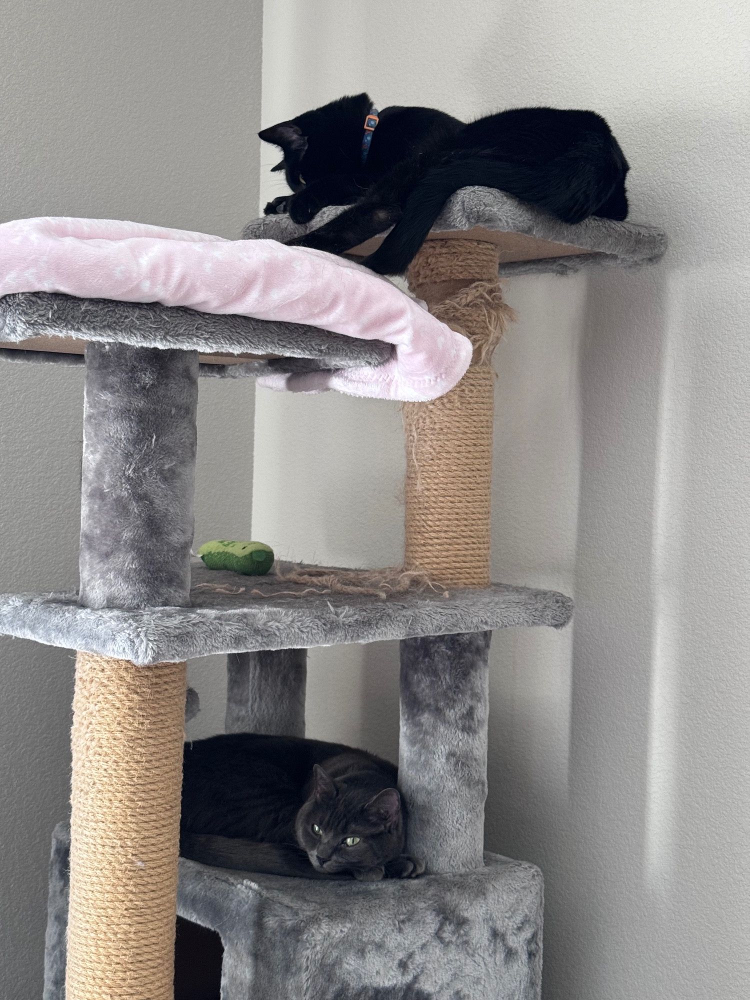 Bluesky Post 2025-01-18