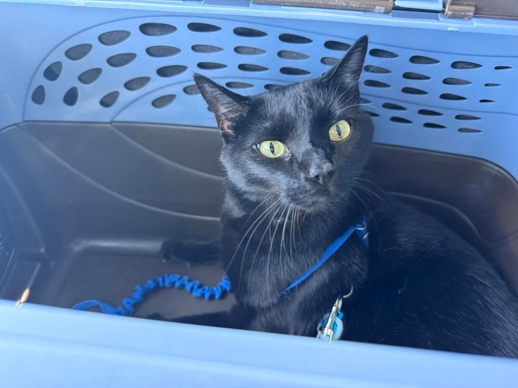 Mastodon Post 2025-07-05