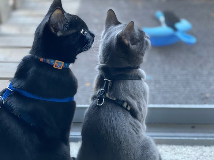 Bluesky Post 2023-12-16