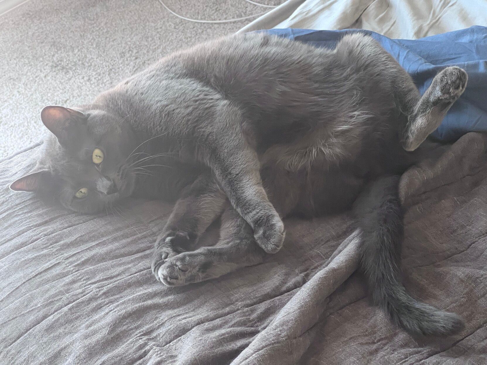 Mastodon Post 2023-06-24