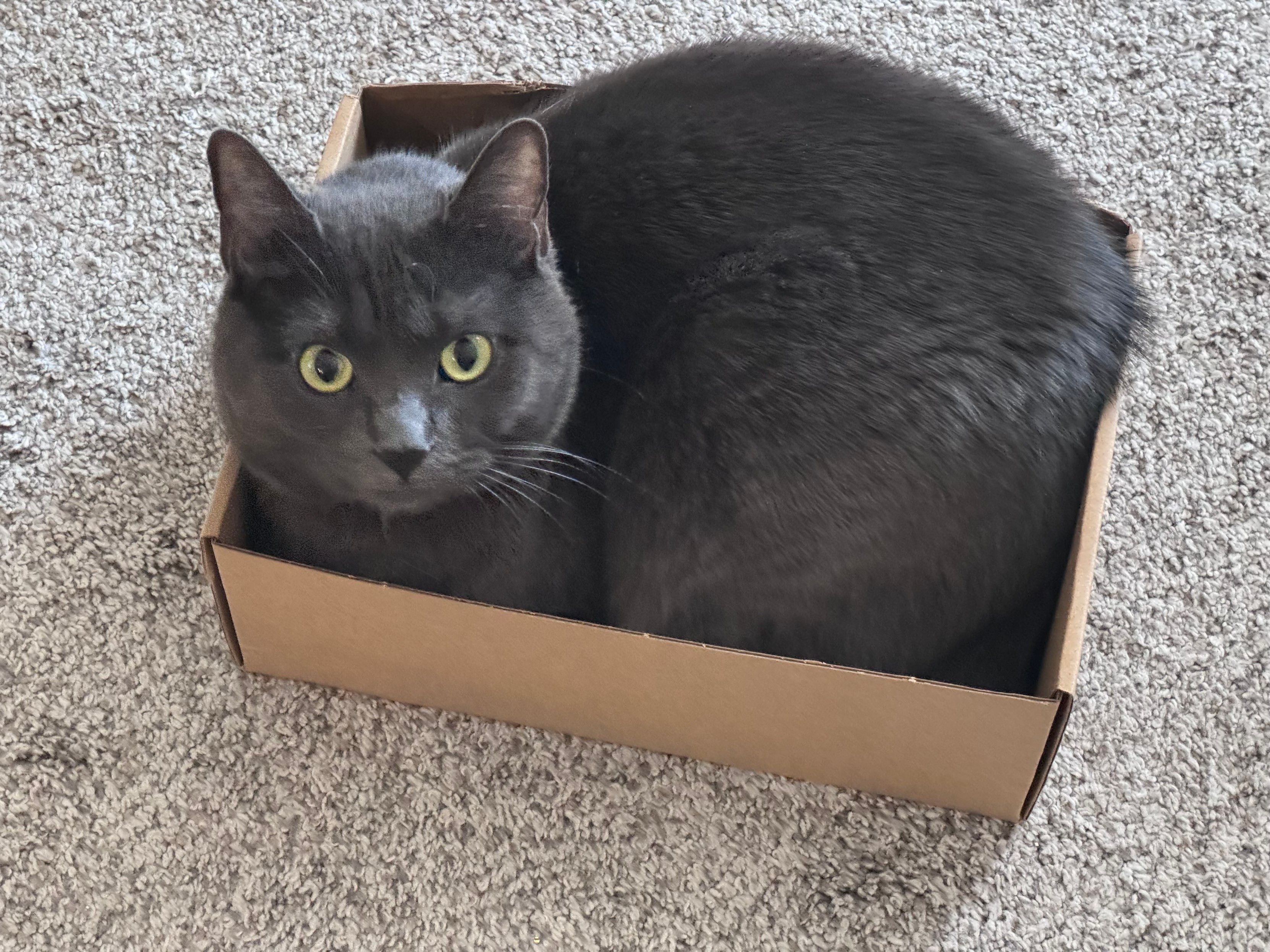 Mastodon Post 2024-06-08