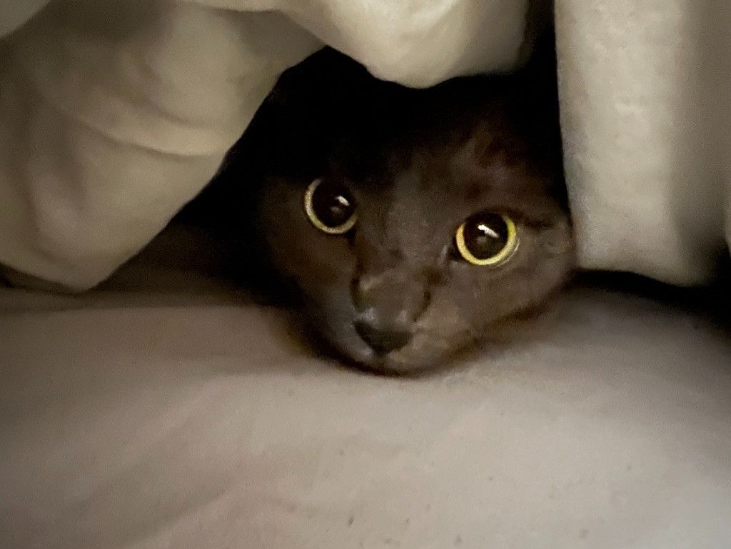 Bluesky Post 2023-07-08