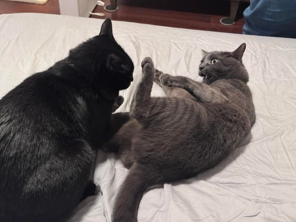 Mastodon Post 2025-07-26